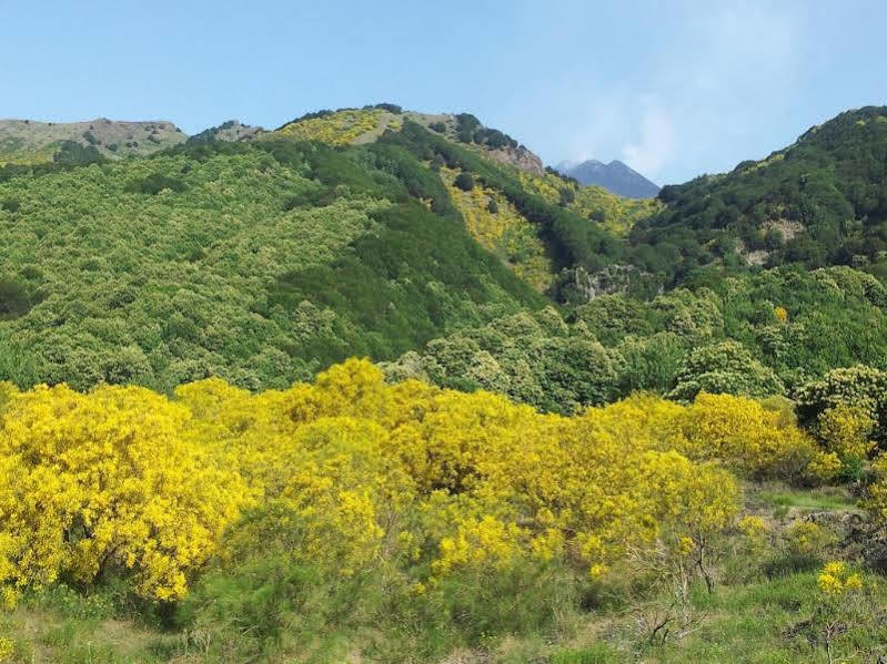 Villa Rosa Etna Apartments Zafferana Etnea Εξωτερικό φωτογραφία
